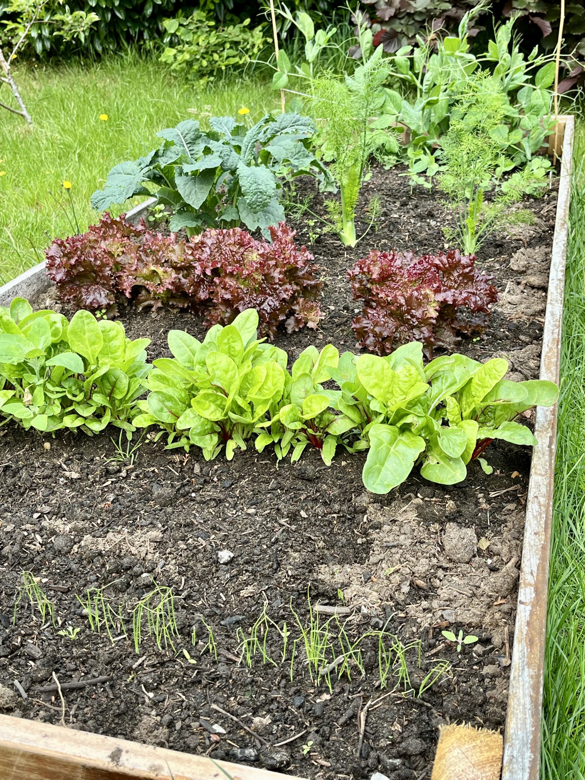 Højbedet, som det ser ud primo juni.